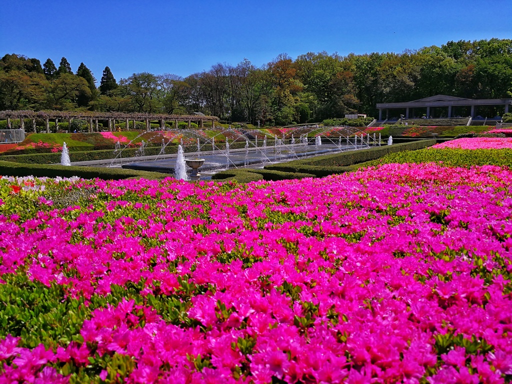 神代植物公園_34