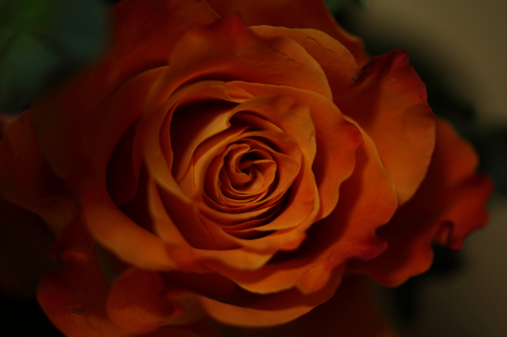 薔薇