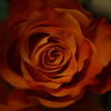 薔薇