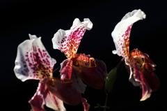 VO0A5339_1