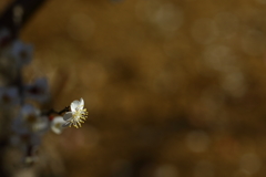 神代植物園_深大寺_011