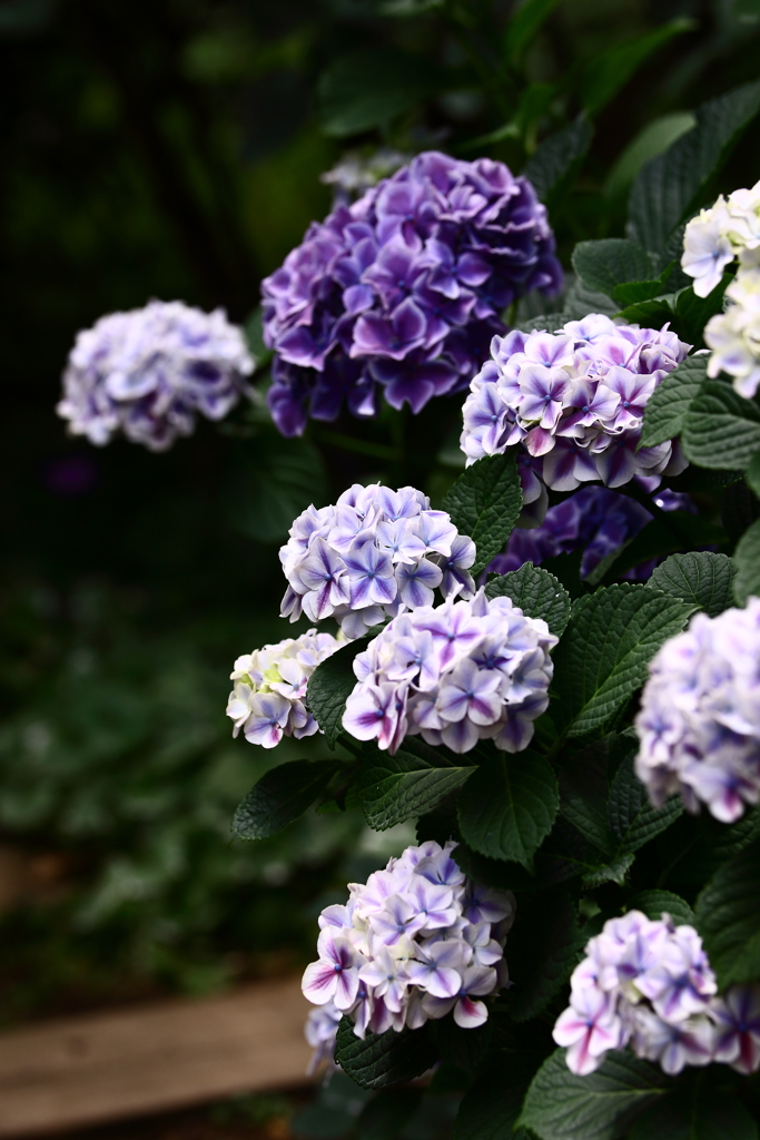 YEG_紫陽花_0018