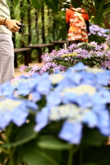 YEG_紫陽花_0002