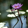 神代植物園_深大寺_038