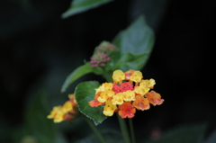 DPP_0043