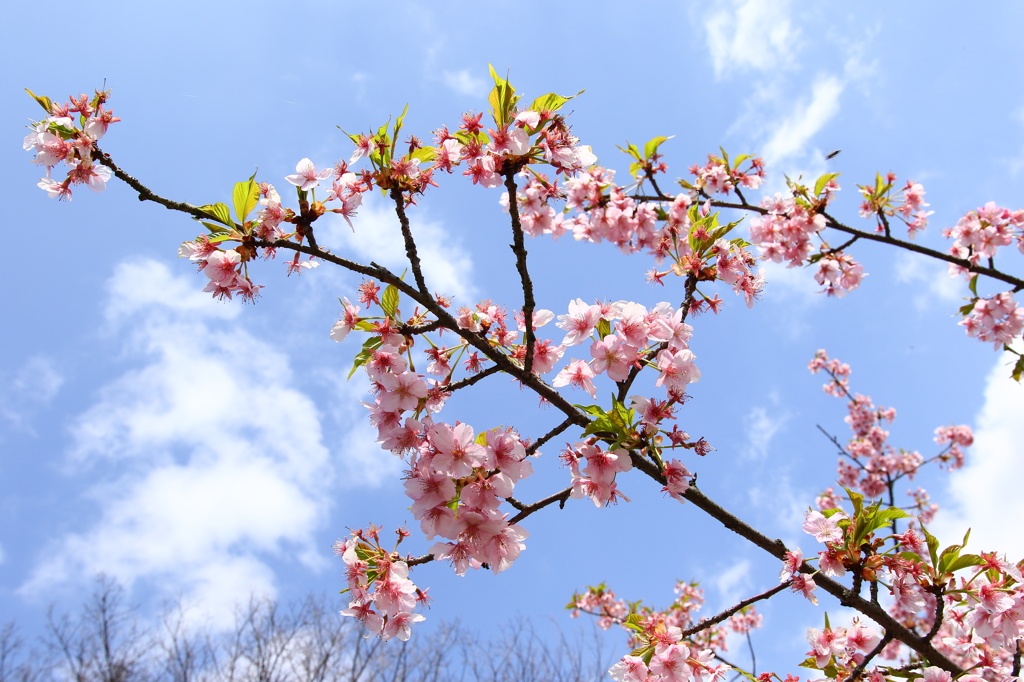 権現堂桜堤（河津さくら）