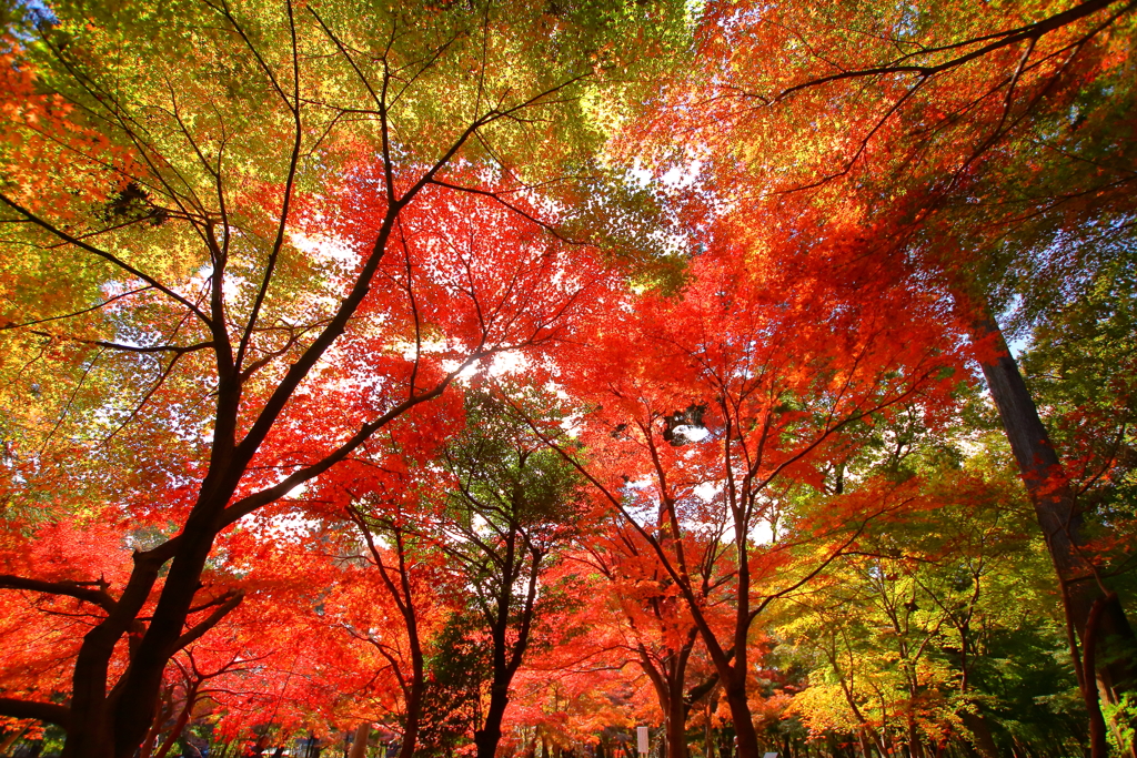 平林寺_紅葉_026