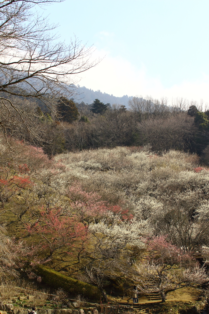 筑波山梅まつり_19