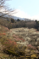 筑波山梅まつり_19