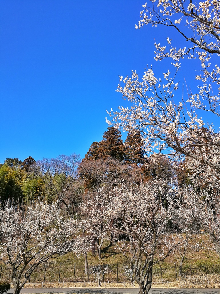 偕楽園_梅まつり_18