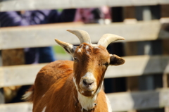 権現堂桜堤（ヤギ）