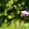神代植物公園_バラ
