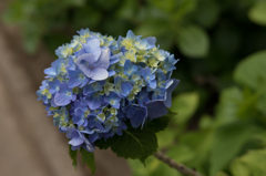 横須賀しょうぶ園-あじさい