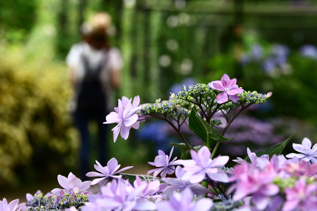 YEG_紫陽花_0004