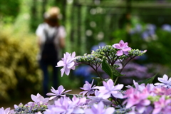 YEG_紫陽花_0004