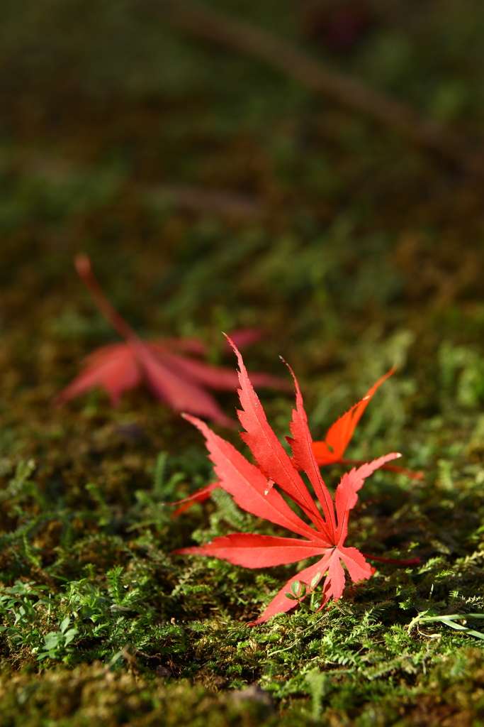 平林寺_紅葉_001