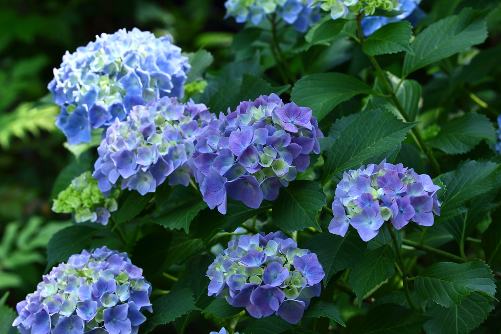 府中郷土の森_042_紫陽花