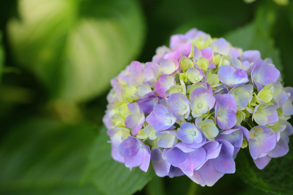 府中郷土の森_009_紫陽花