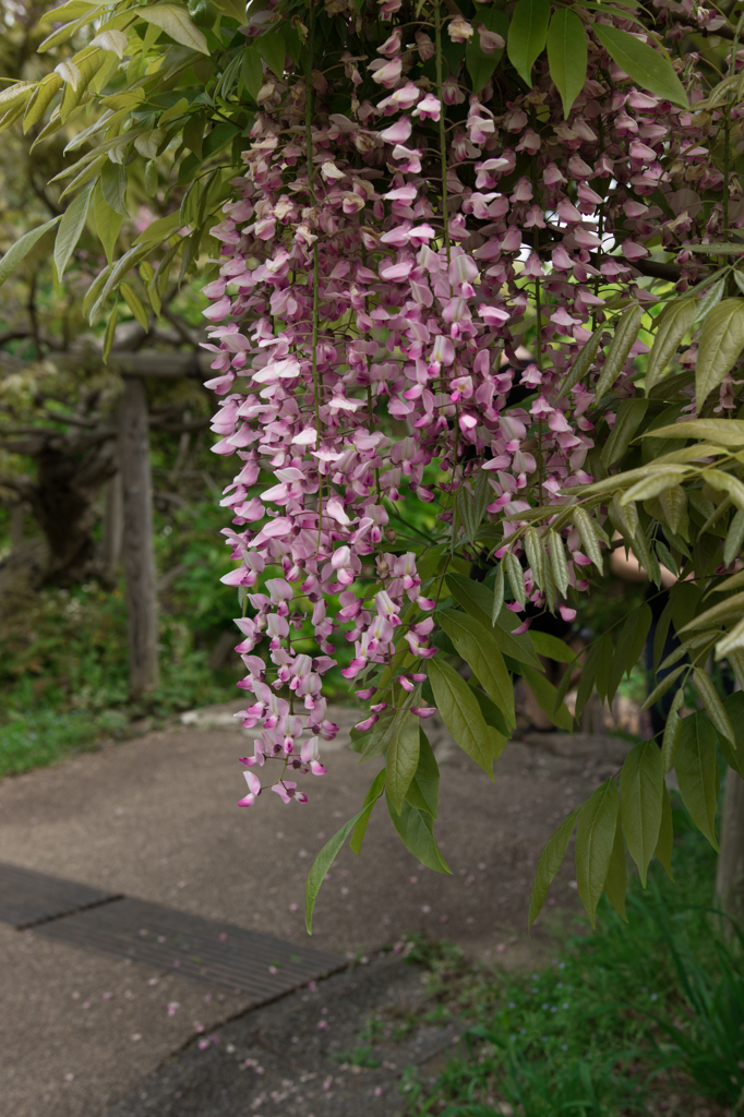 横須賀しょうぶ園-藤-0002