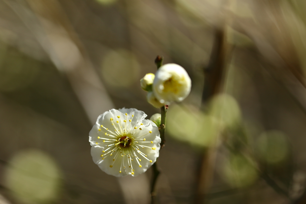 神代植物園_深大寺_040