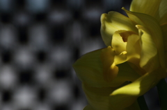 VO0A5313_1