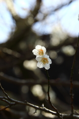 筑波山梅まつり_20