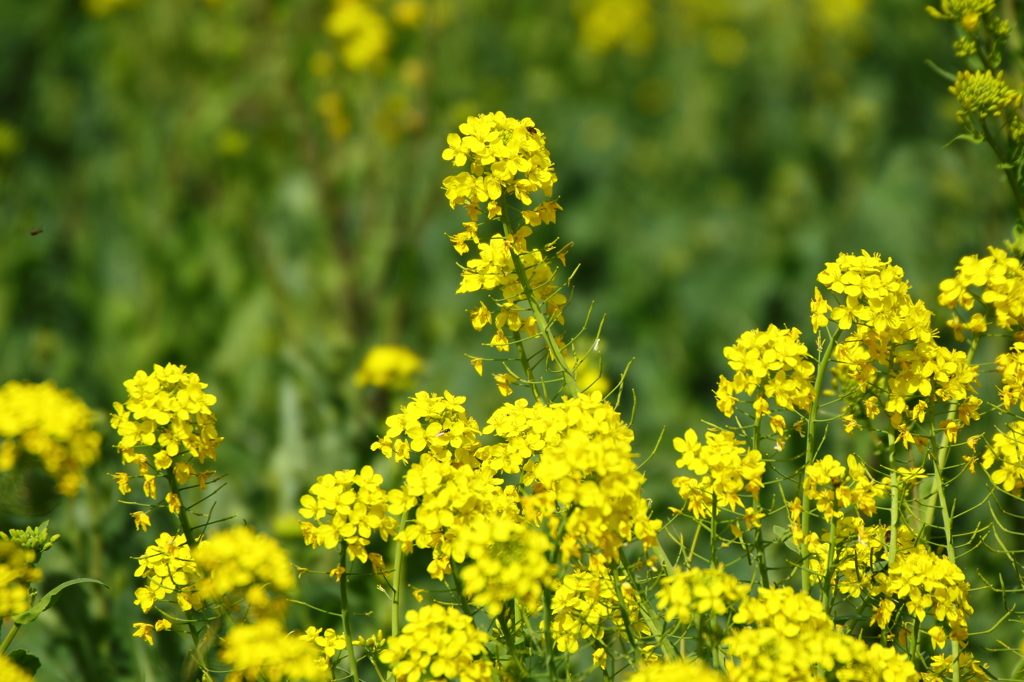 権現堂桜堤（菜の花）