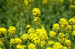 権現堂桜堤（菜の花）