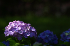 府中郷土の森_030_紫陽花