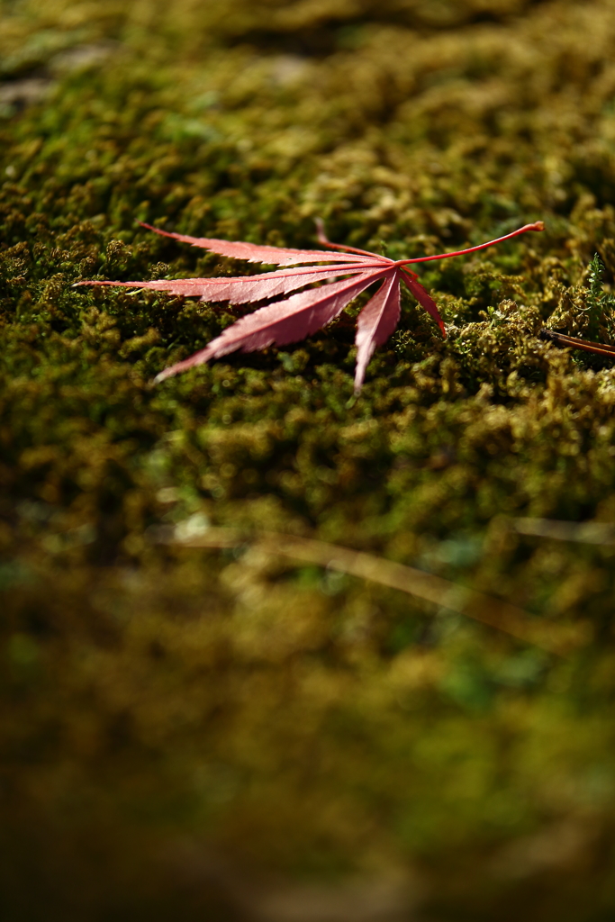 平林寺_紅葉_002