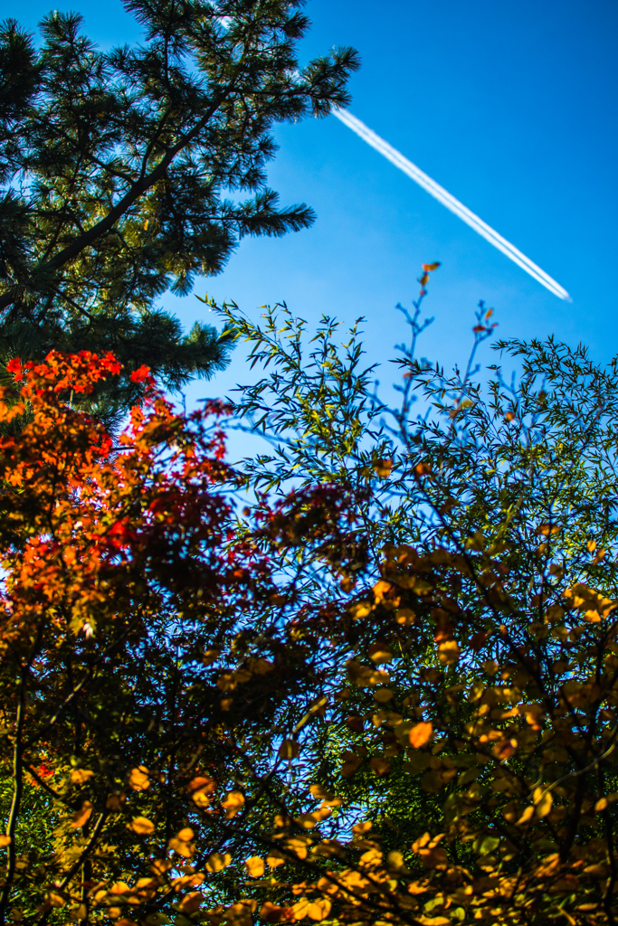 三渓園_紅葉_2
