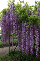 横須賀しょうぶ園-藤-0001