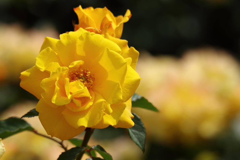 神代植物公園_バラ