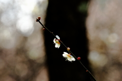筑波山梅まつり_18
