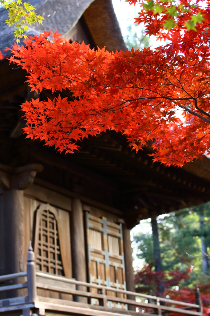 平林寺_紅葉_013
