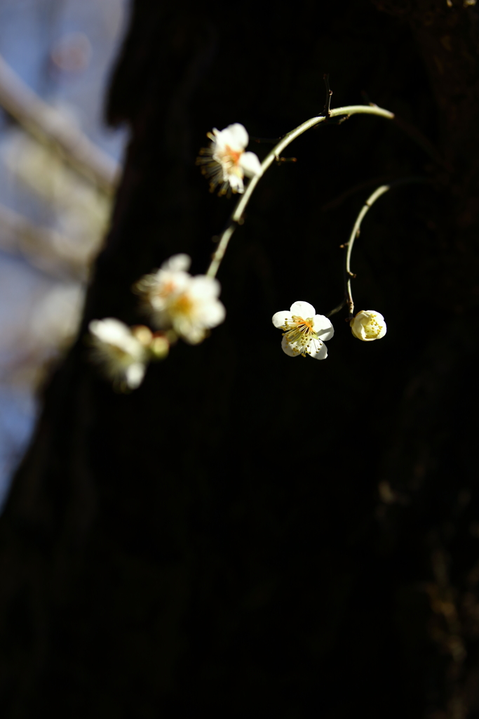 偕楽園_梅まつり_04