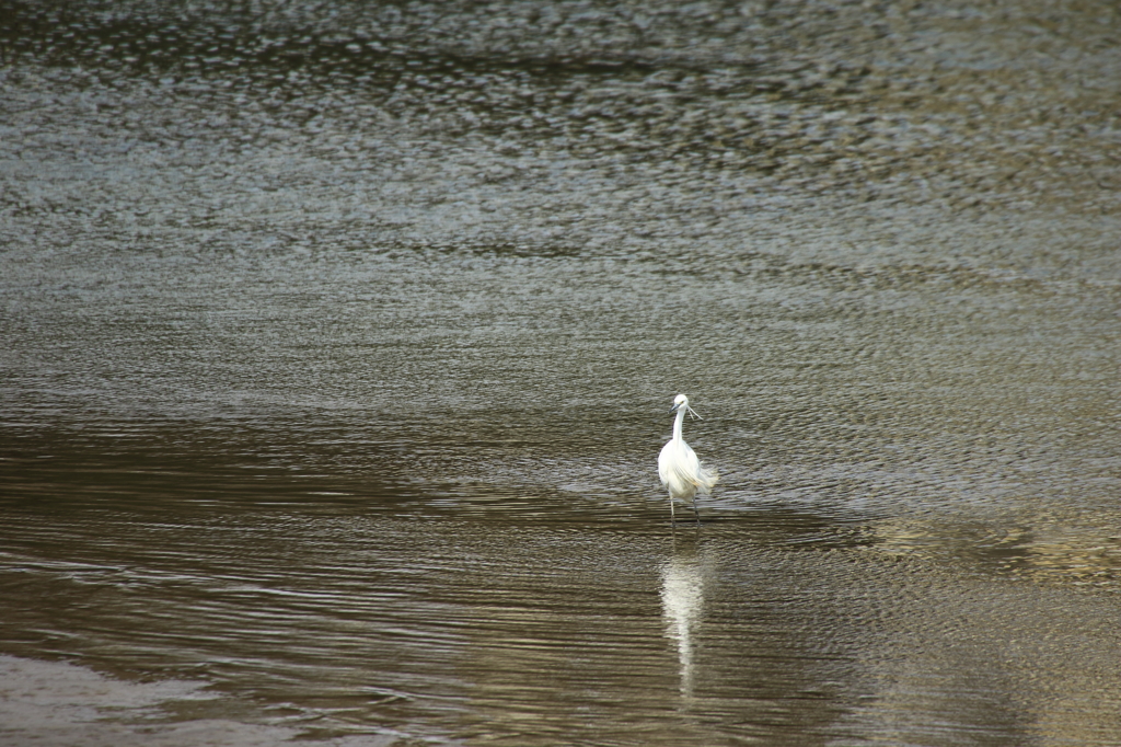 権現堂桜堤（野鳥）