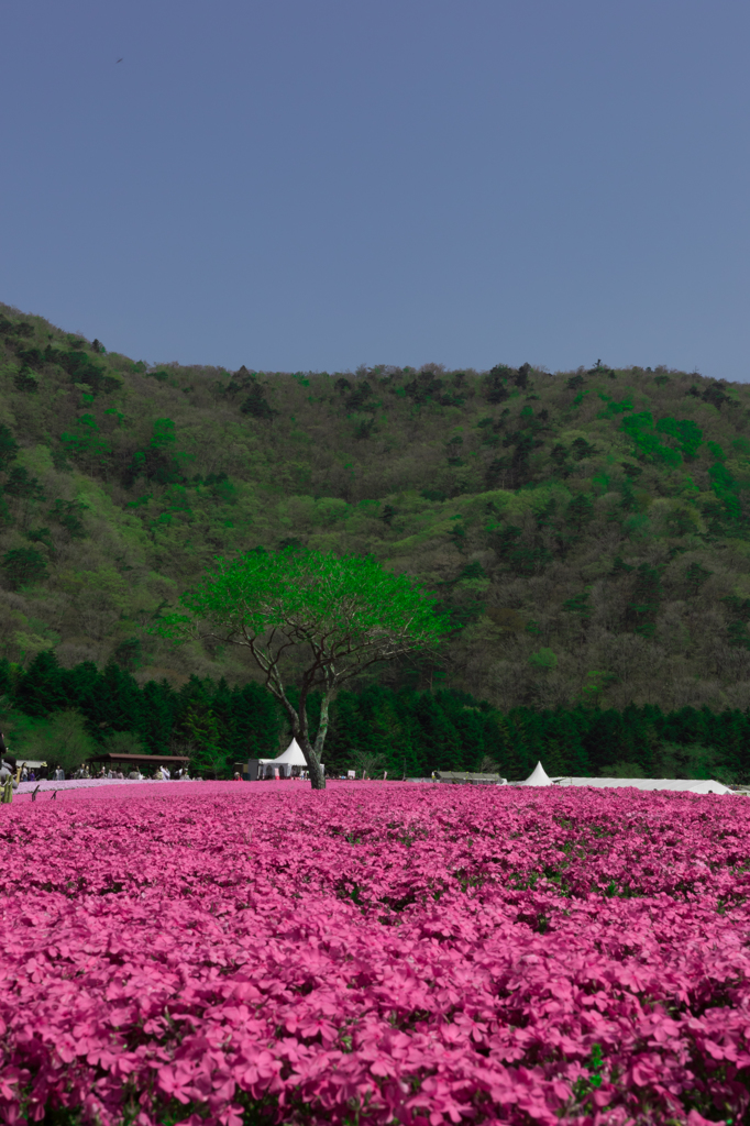 富士芝桜まつり_2
