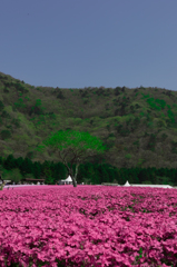 富士芝桜まつり_2