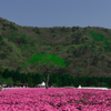 富士芝桜まつり_2