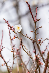 梅の開花_8（府中郷土の森）