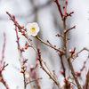 梅の開花_8（府中郷土の森）