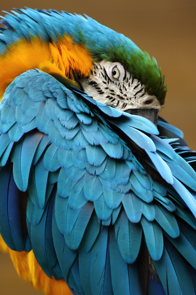 コンゴウインコ