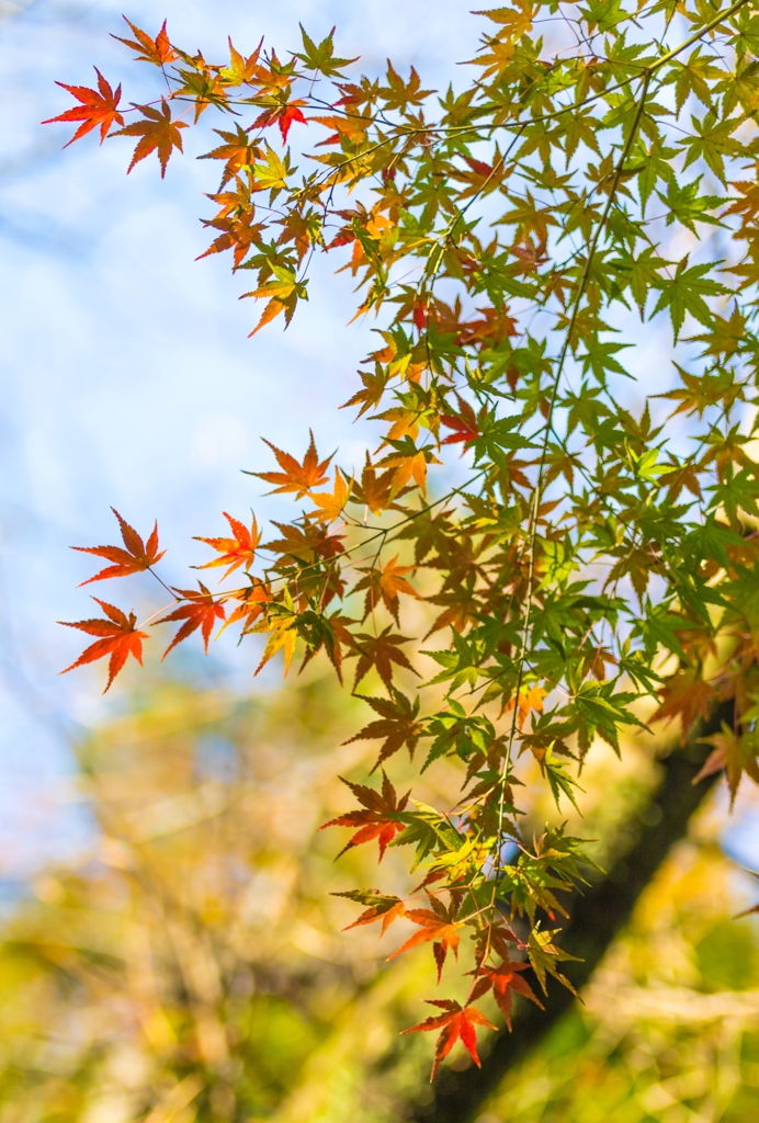 三渓園_紅葉_7