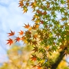 三渓園_紅葉_7