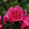 神代植物公園_バラ