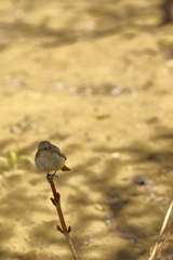 神代植物園_深大寺_014