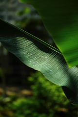 神代植物公園_13