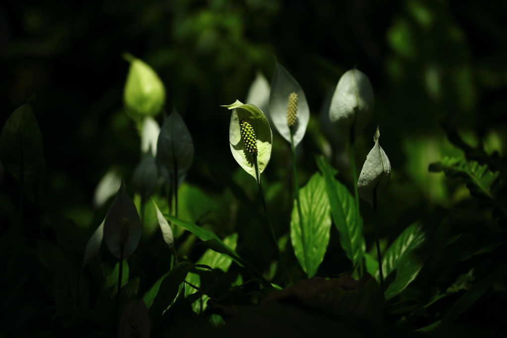 神代植物公園_14