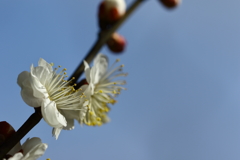 神代植物園_深大寺_007